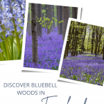 Where to Discover Bluebell Woods in England